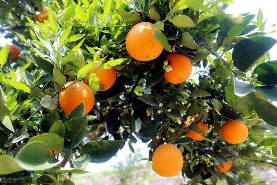 柑橘冬季如何防冻，保证柑橘安全过冬？